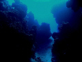   Palancar Reef Cozumel Mexico  